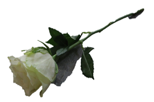 Blommor till begravning Södertälje - Beställ blommor till begravning - Handbukett vit ros